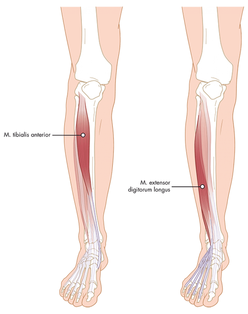 fig 2a